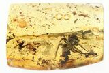 Detailed Fossil Jumping Spider (Salticidae) In Baltic Amber #321716-2